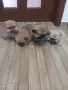 ПОМЕРАНЧЕТА СЛАДУРЧЕТА, снимка 7