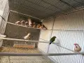Различни видове амадини, снимка 2
