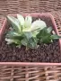 Рядка Вариегатна Хавортия (Haworthia retusa f. variegata) – Колекционерска, снимка 2