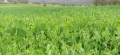 Продавам бали грах с овес, снимка 4
