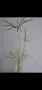 Водна палма, циперус, Cyperus alternifolius variegata, снимка 5