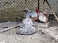 продавам яйца за лупене от мини кохин, снимка 1