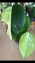 Monstera Marmorata Tricolor , снимка 1
