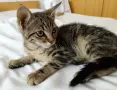 Подарявам малко котенце, снимка 1