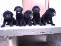 Лабрадор ретривър ТОП бебета, снимка 5
