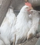 Продавам петлета Легхорн на два месеца, снимка 1