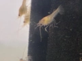 Бебета рачета Procambarus Alleni, снимка 5