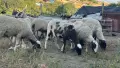 Продавам стадо от 240 овце - млади, здрави и добре гледани, снимка 10
