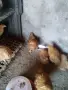 Пилета,,Орбингтон,,, снимка 1