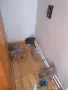 Свободни британски котета, снимка 4