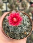 Кактус Gymnocalycium Baldianum цикламен цъфтеж уникално красив и голям цъфтеж, снимка 1