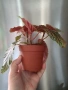 Бегония Pink Spot/ Пинк Спот, снимка 4