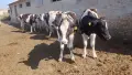 Продавам  юници, снимка 1