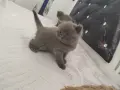 Британски котенца, снимка 8