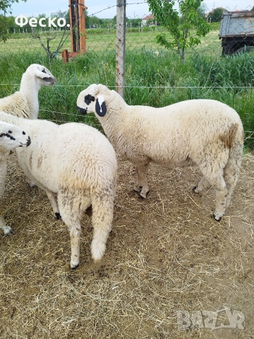 продавам агнета, снимка 4 - Овце - 54578640