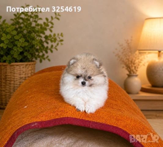 Померан момиче, снимка 7 - Померан - 54990414