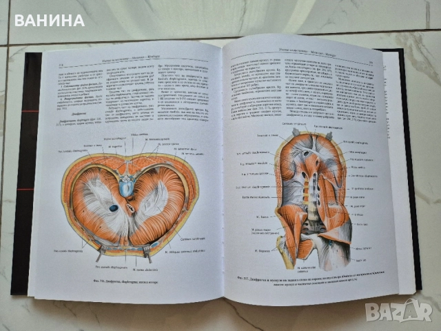 НОВИ! КОЛЕКЦИЯ " АТЛАС ПО АНАТОМИЯ НА ЧОВЕКА " Р.Д. СИНЕЛНИКОВ , снимка 15 - Здраве, медицина и спорт - 55137759