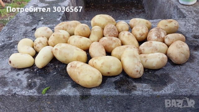 Картофи, лук - пресни, джоджен, магданоз., снимка 15 - Домашни продукти - 50466216