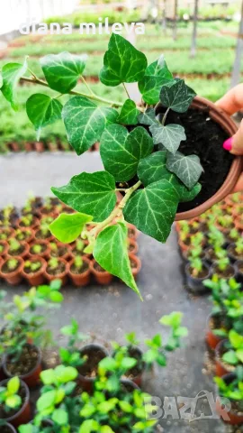 Обикновен бръшлян (hedera helix), студоустойчив, снимка 4 - Градински цветя и растения - 48092539