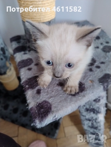 Продавам сиамски котенца
