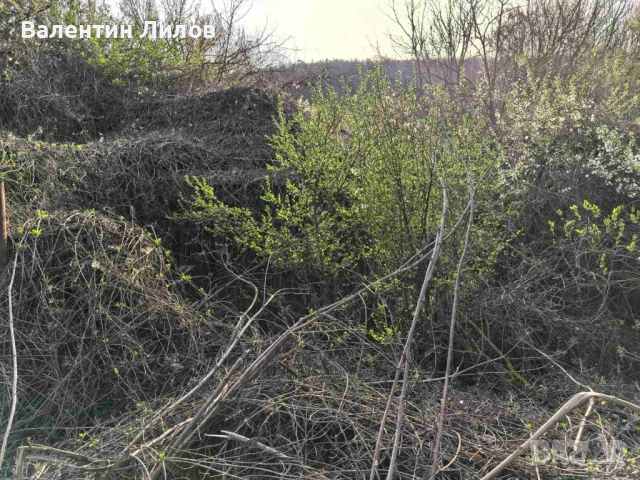 Продава се застроен парцел в регулацията на село Волово, община Борово, област Русе, снимка 3 - Парцели - 54280751
