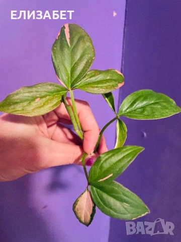 Singonium