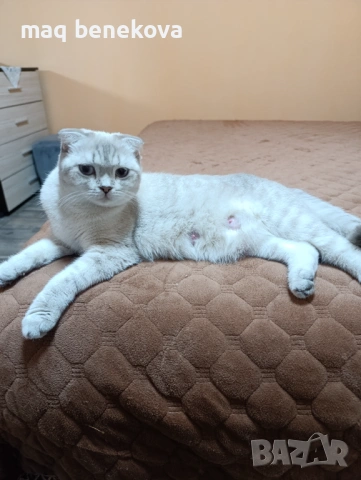 Прекрасни момичета шотландска клепоуха и правоуха!!!, снимка 13 - Британска късокосместа - 54061138