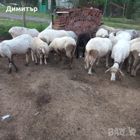 продавам 10 овце овен 3кози, снимка 2 - Овце - 54887230