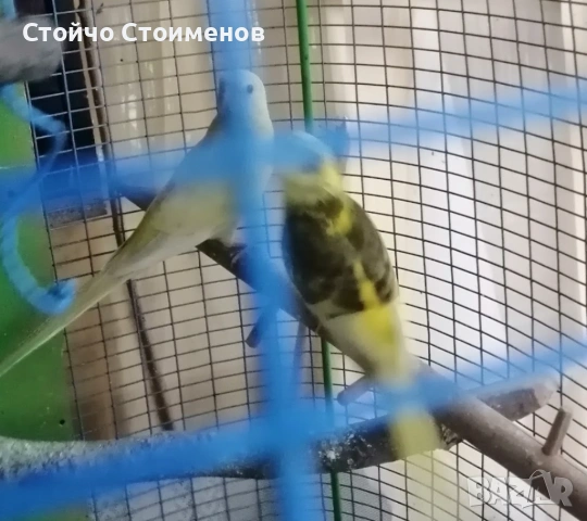 Млади пойни папагалчета, снимка 2 - Папагали - 54925447