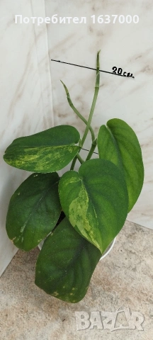 Епипремнум Jade satin variegata 