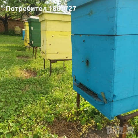 Пчелни семейства и майки , снимка 2 - За пчели - 54494595