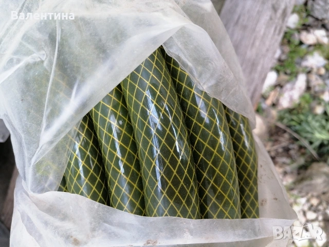 Маркучи 1/2 - 20 и 50 метра, снимка 4 - Напояване - 54349278