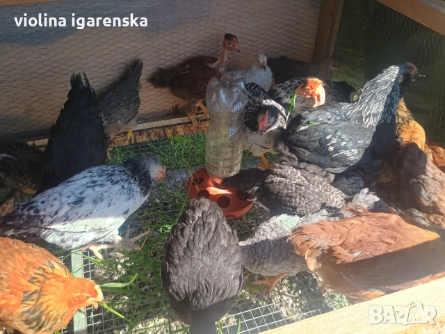 ярки и пилета , снимка 4 - Кокошки и пуйки - 54261403
