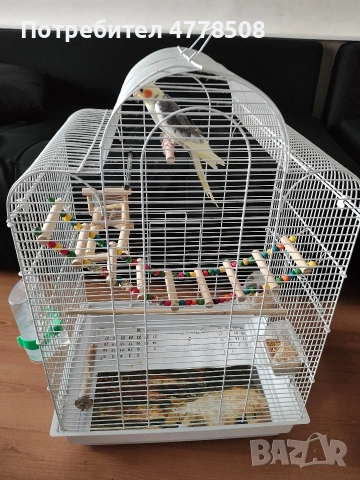 Папагал Корела , снимка 2 - Папагали - 53993936