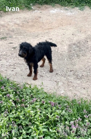 Ягдтериер женска, снимка 2 - Ягдтериер - 54150848