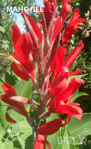 🌺🌺🌺Канна🌺🌺🌺