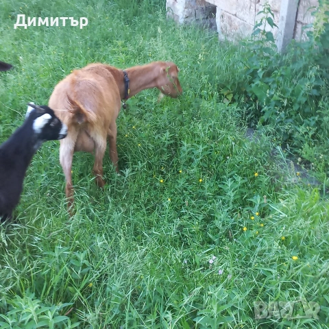 2 овци 2агнета и 2кози, снимка 7 - Овце - 54714211