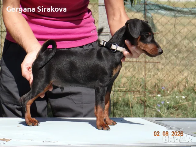 Миниатюрен Пинчер / zwergpinscher, снимка 4 - Пинчер - 55357983