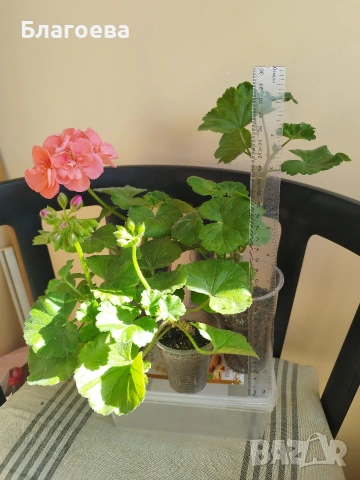 Комплект Мушкато 7 € - 5 бр 4 цвята, снимка 8 - Стайни растения - 46905641