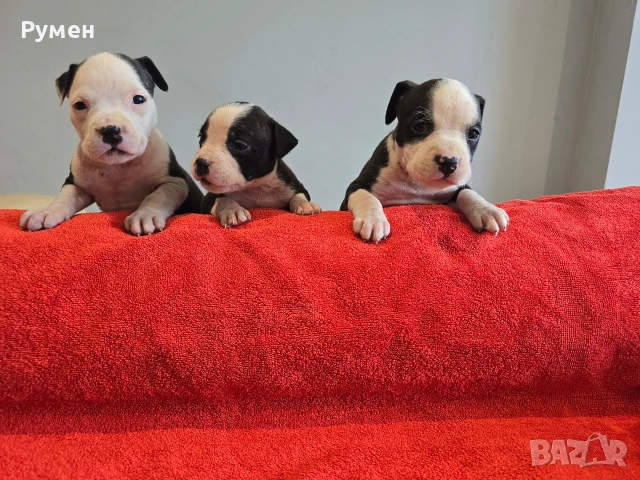 Американски стафордшир териер , снимка 2 - Американски стафордширски териер - 53970216