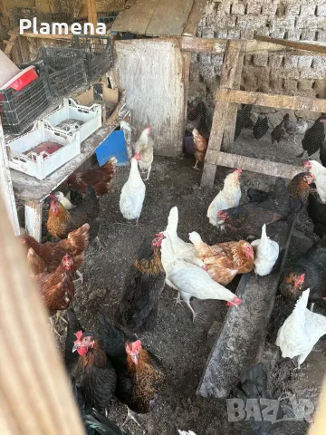 Продавам млади кокошки, снимка 3 - Кокошки и пуйки - 55464942