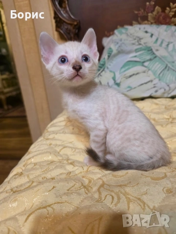 Бенгалски котета, снимка 4 - Бенгалски - 35882650