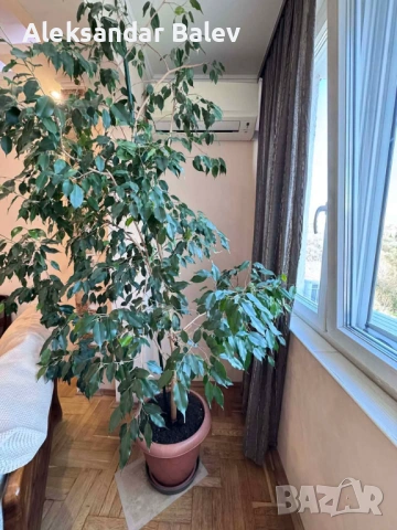 Продавам фикус Бенджамин – здраво и красиво стайно растение