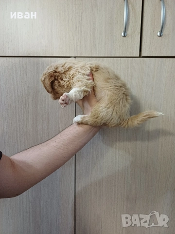 пекинез пекинези