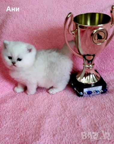 КОТЕНЦА МЕЧТА, снимка 5 - Британска късокосместа - 54244948