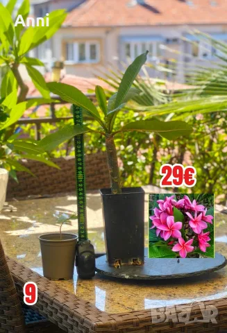🌸 Плумерия (Frangipani) – Изберете си растение 🌸, снимка 9 - Градински цветя и растения - 55526267