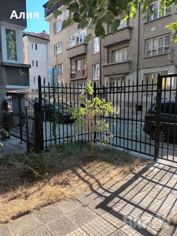Фикус Бенджамин, снимка 3 - Стайни растения - 55702864