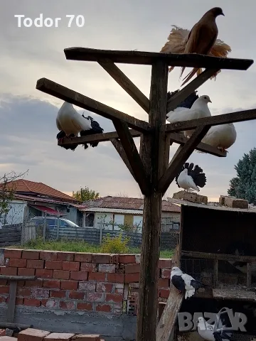 Продавам гълъби
