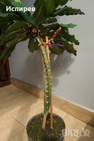 Африканска плюеща палма, Euphorbia leuconeura, 2-год. растение, снимка 3 - Стайни растения - 54916916