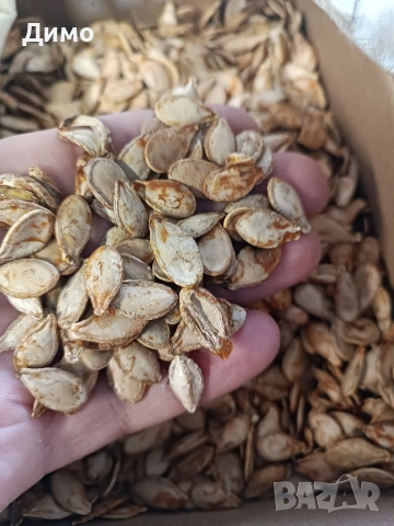 Продавам тиквени семки за садене, снимка 4 - Сортови семена и луковици - 54337234